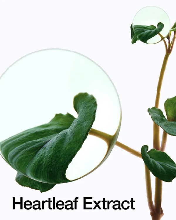 Heartleaf Trial Kit – 4 pzs 3